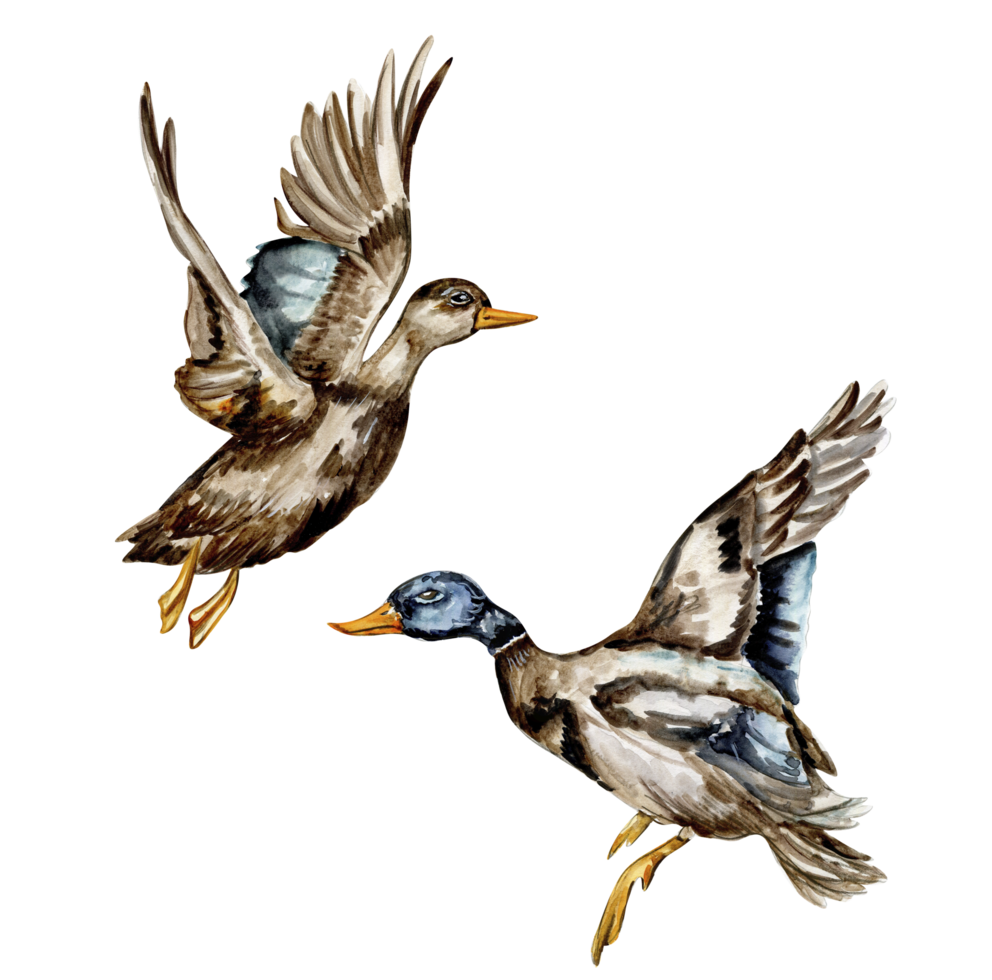 aquarelle main tiré canard oiseau . png