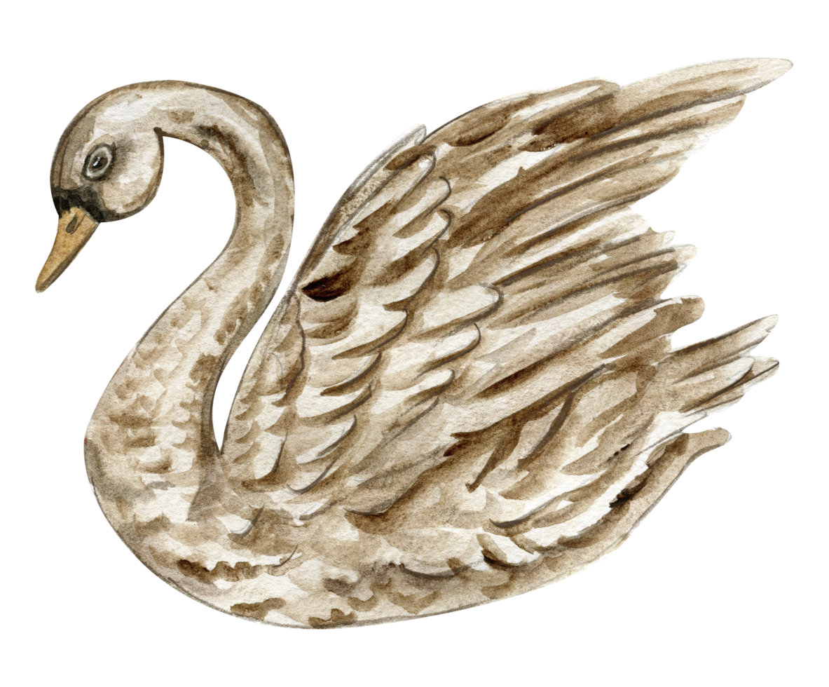 aquarelle main tiré cygne oiseau . png