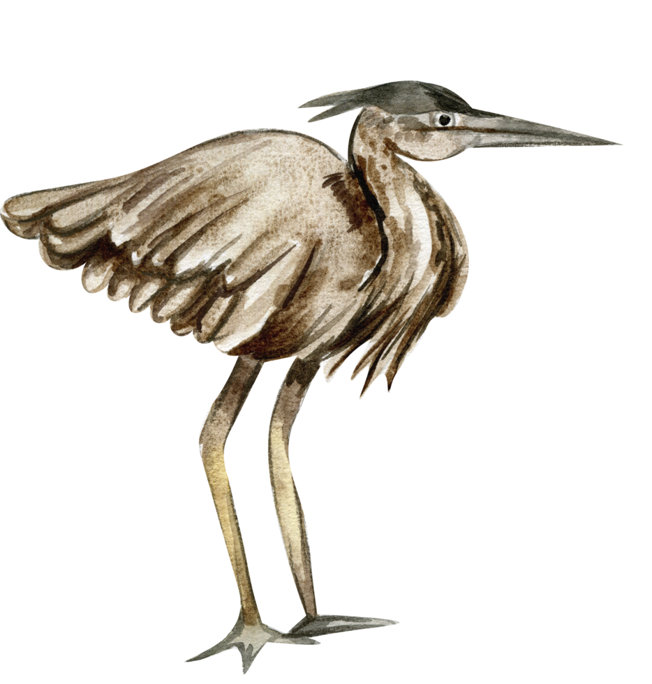 Watercolor hand drawn heron bird . png