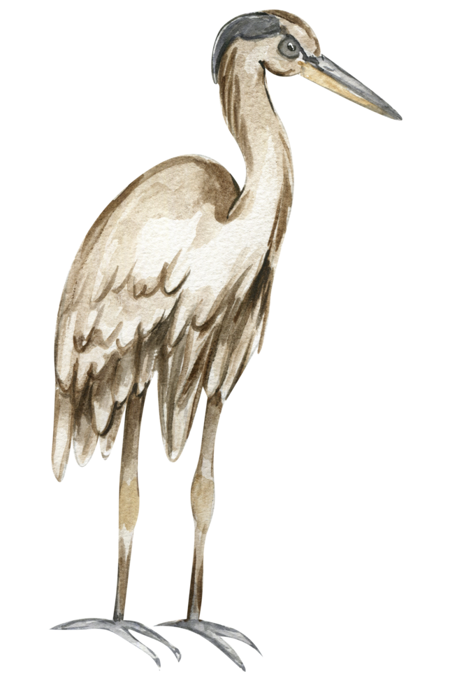 Watercolor hand drawn heron bird . png