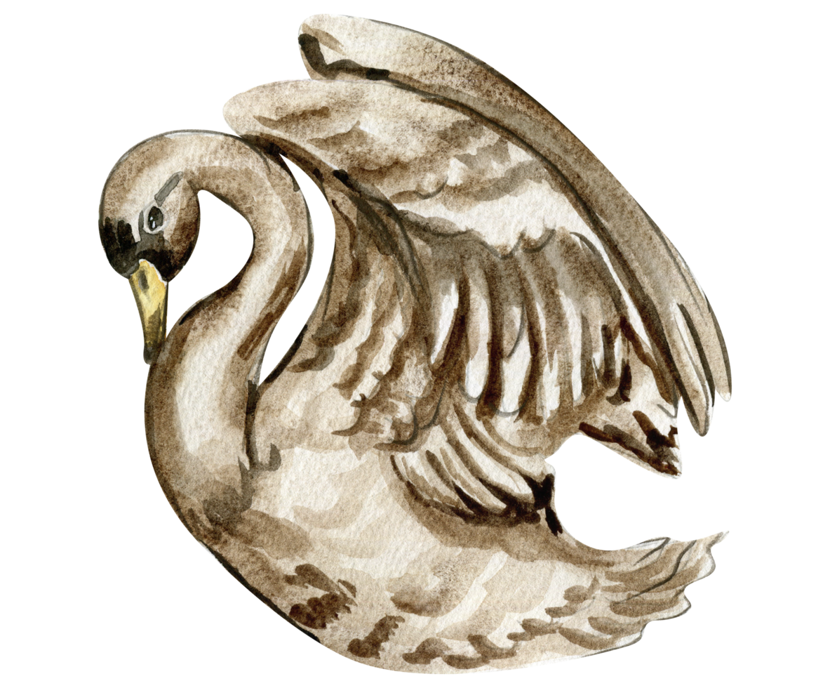 Watercolor hand drawn swan bird . png