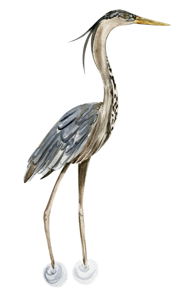 Watercolor hand drawn heron bird . png