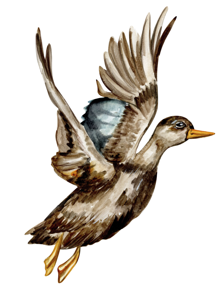 Watercolor hand drawn duck bird . png
