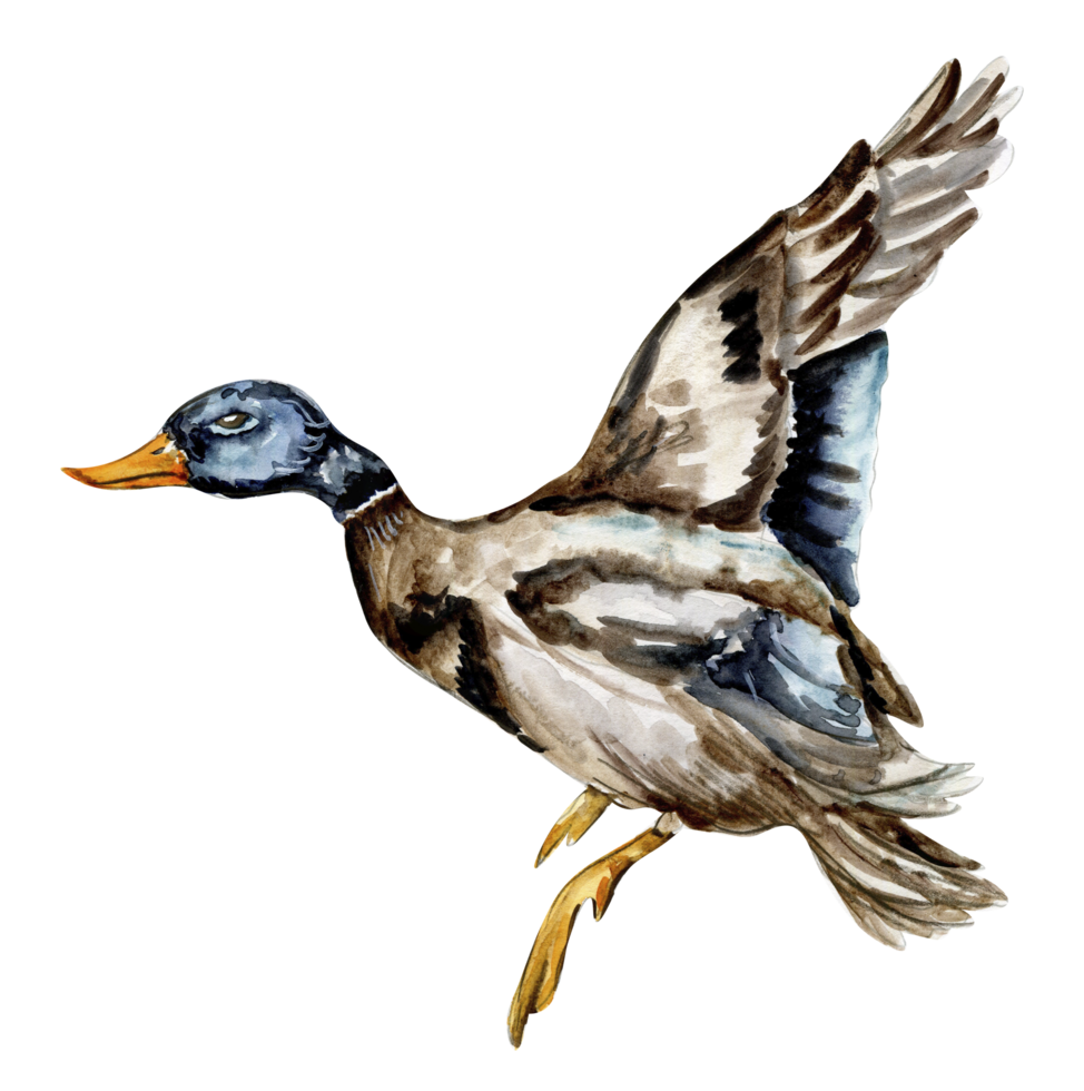 Watercolor hand drawn duck bird . png