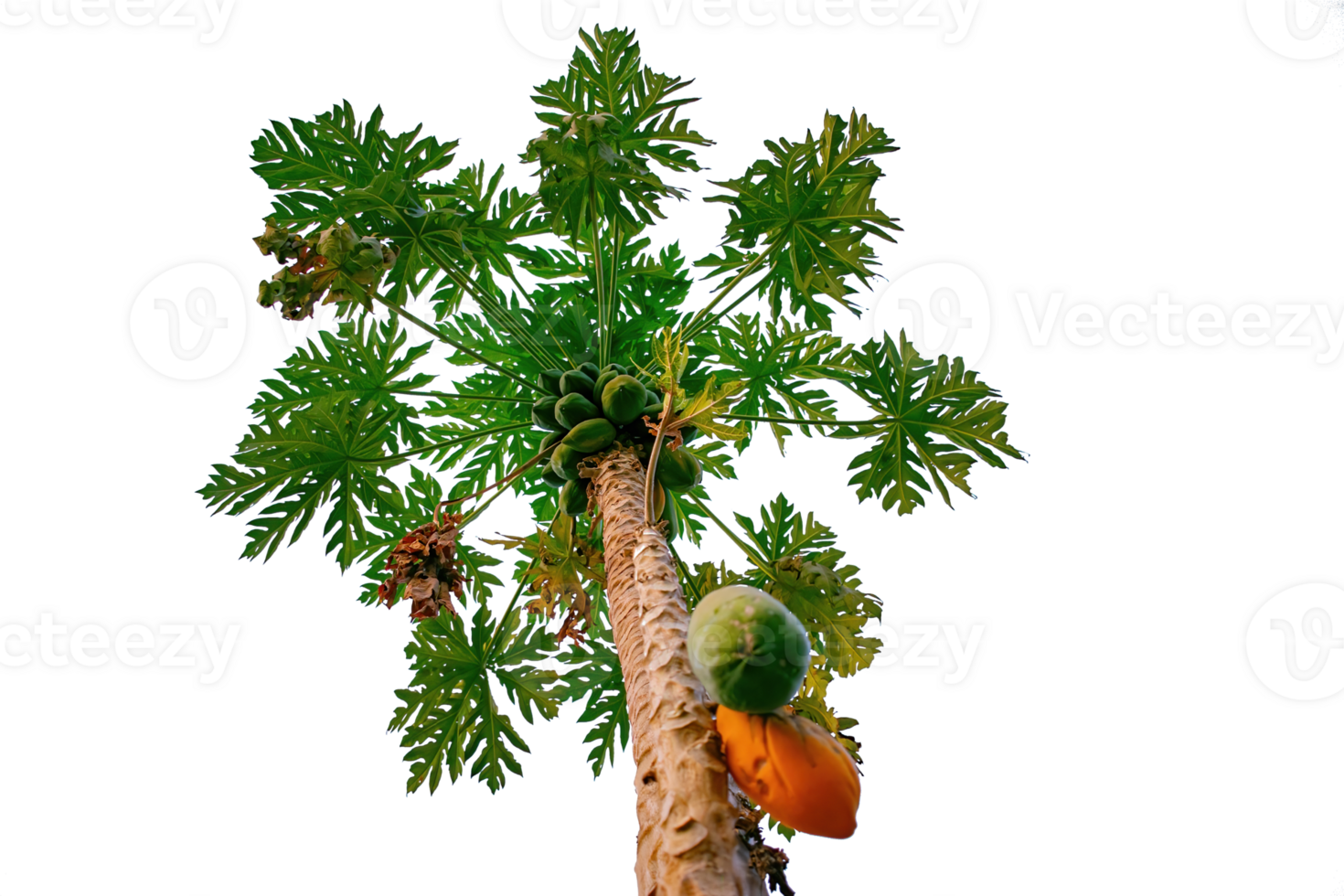 tropical fruit tree with green leaves and orange fruits png