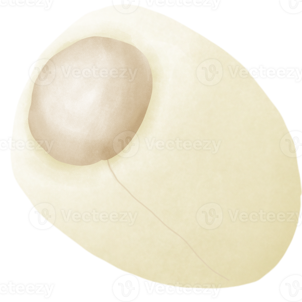 Lotus seed inside the shower png