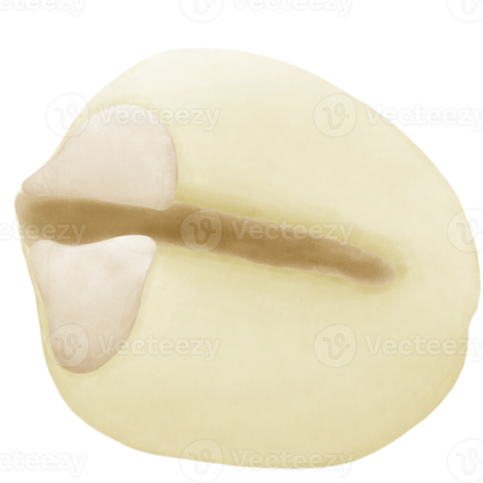 Lotus seed inside the shower png