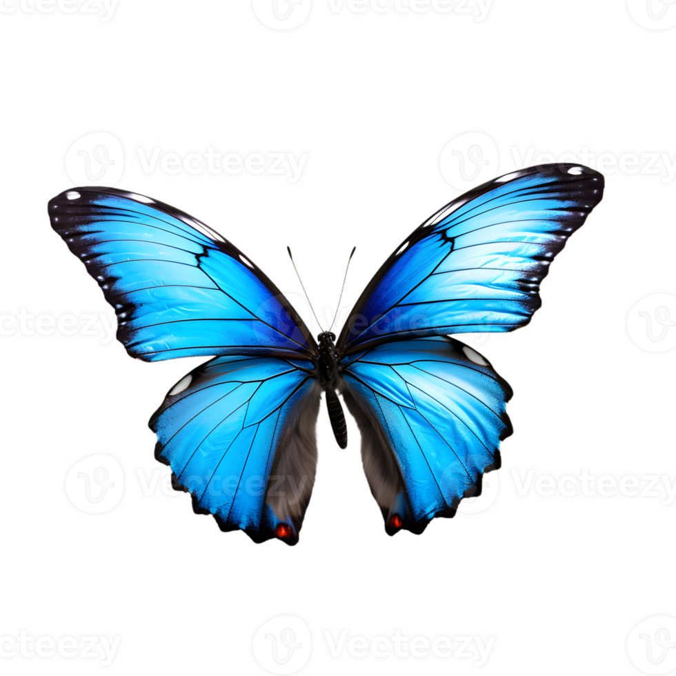 Beautiful color butterfly isolated on a transparent background png