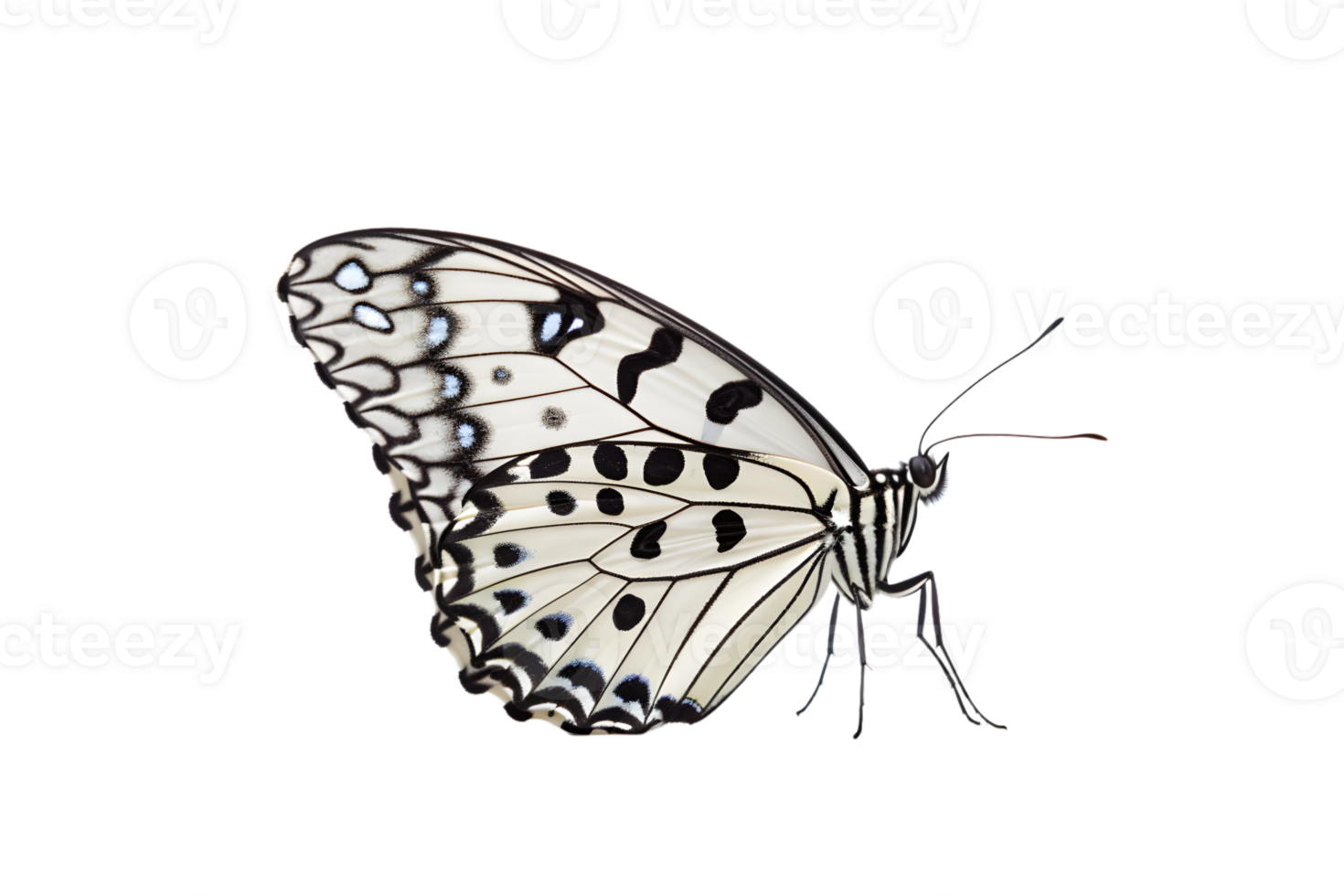Beautiful color butterfly isolated on a transparent background png