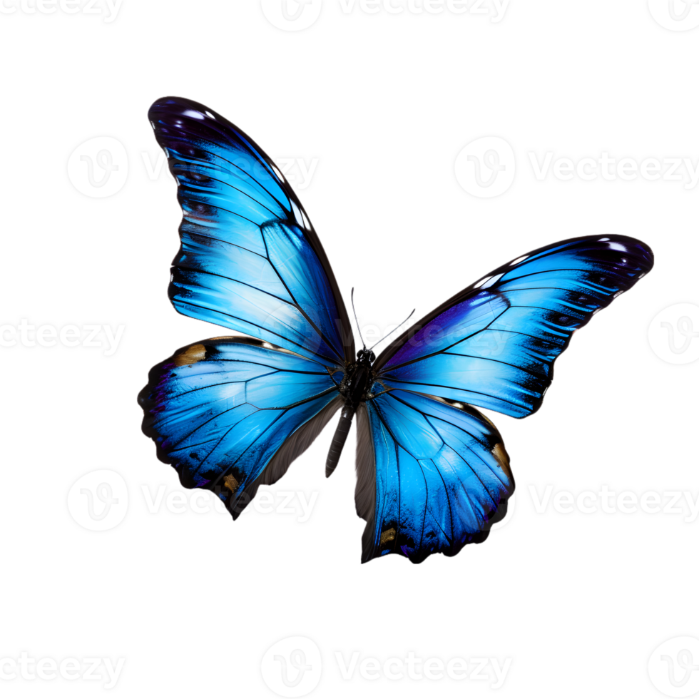 Beautiful color butterfly isolated on a transparent background png