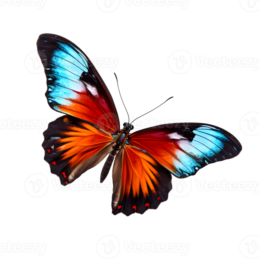 magnifique Couleur papillon isolé sur une transparent Contexte png