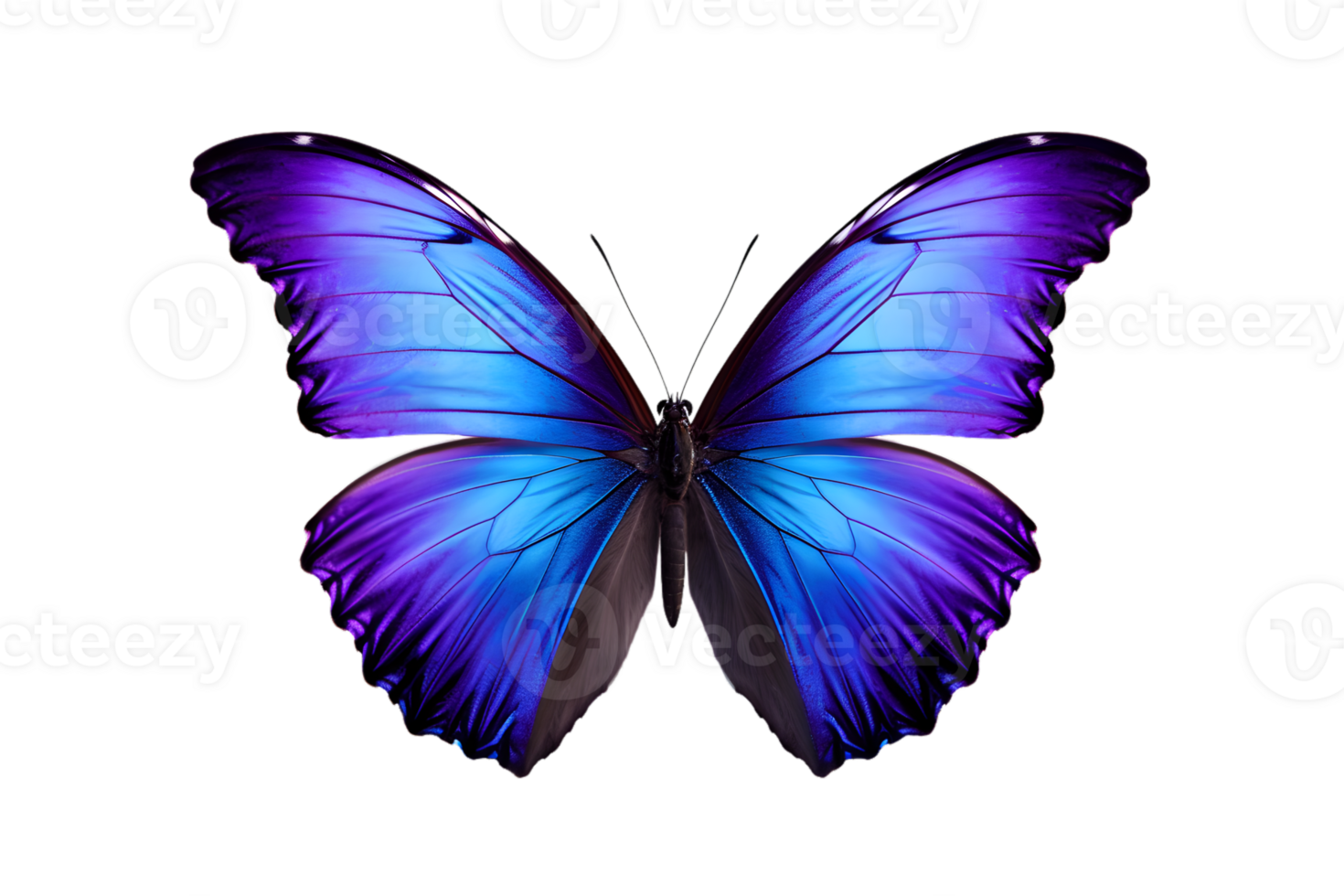 Beautiful color butterfly isolated on a transparent background png