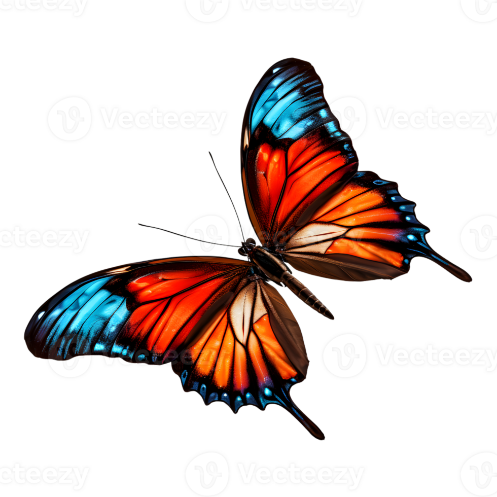 Beautiful color butterfly isolated on a transparent background png