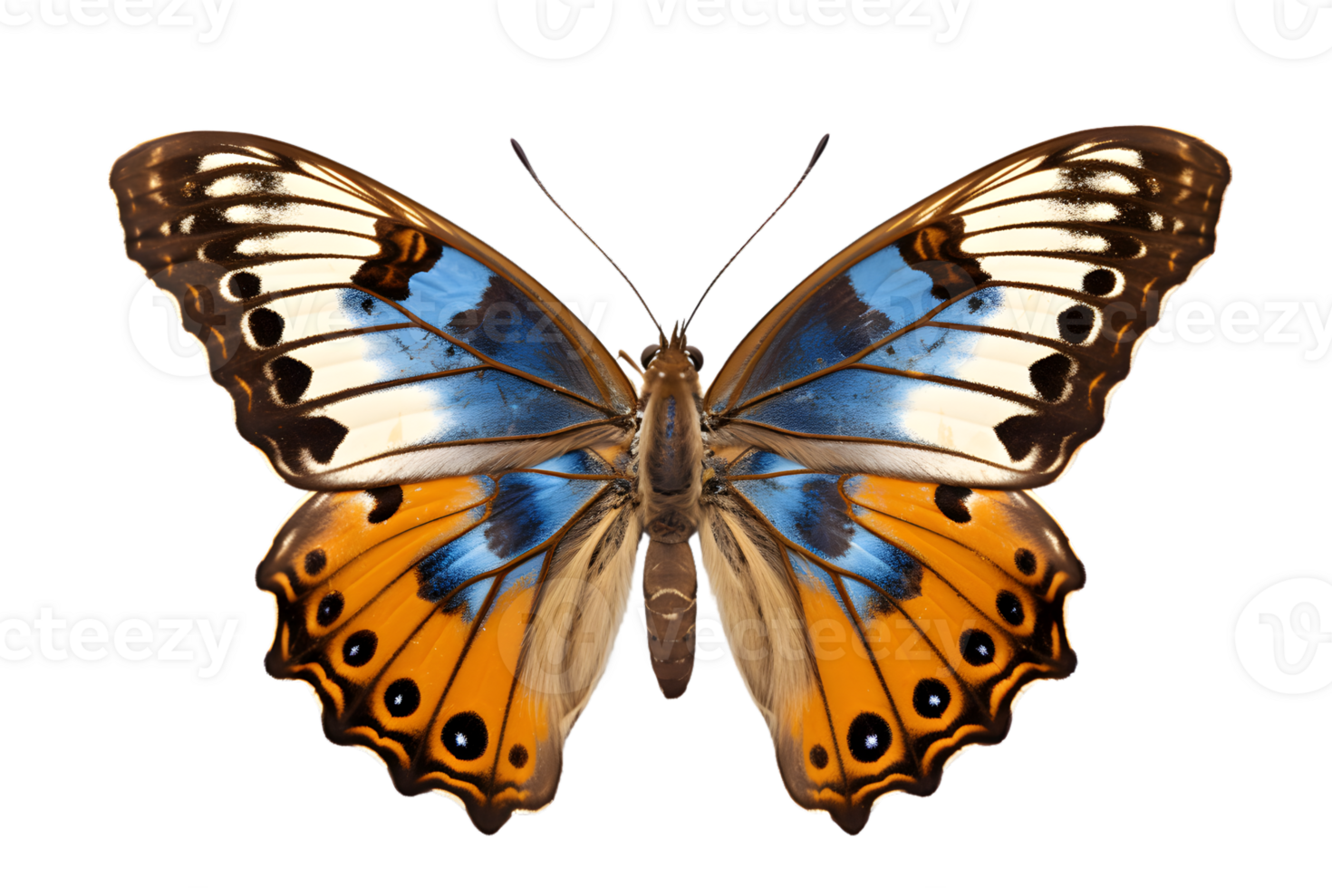 Beautiful color butterfly isolated on a transparent background png