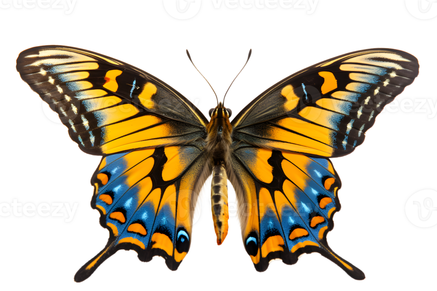 Beautiful color butterfly isolated on a transparent background png