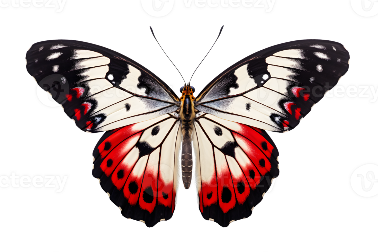 Beautiful color butterfly isolated on a transparent background png