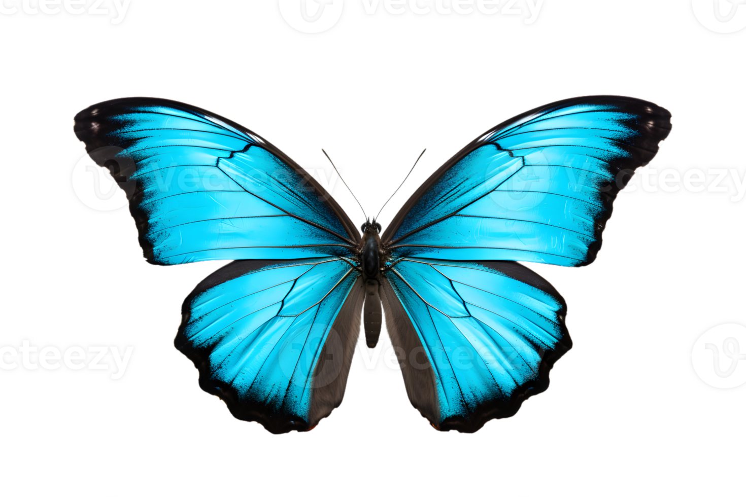 Beautiful color butterfly isolated on a transparent background png
