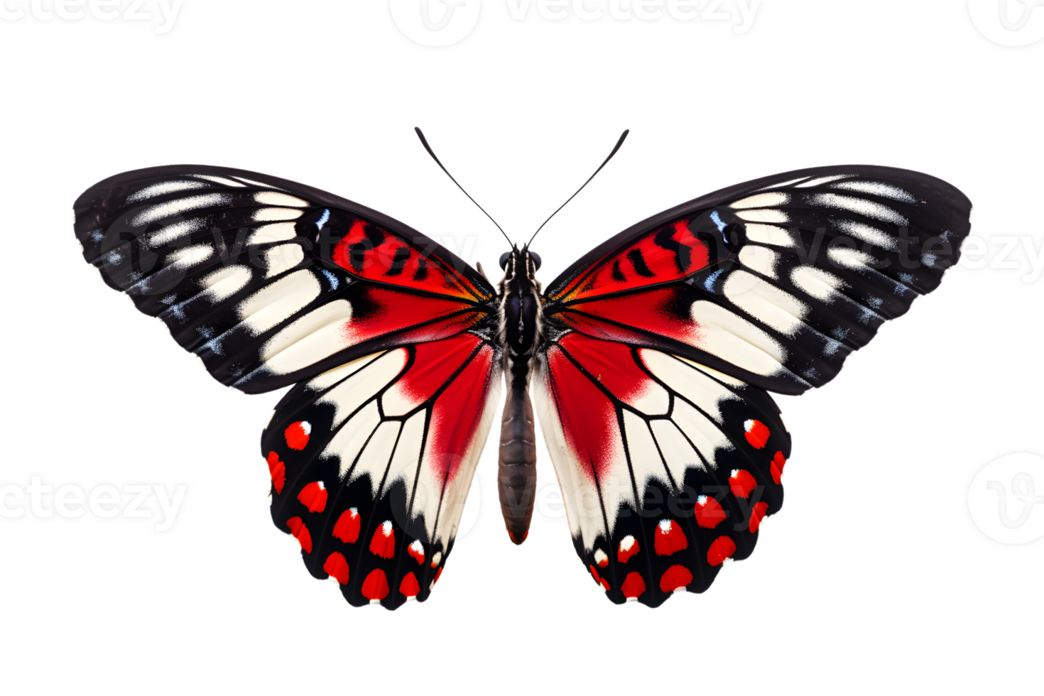 Beautiful color butterfly isolated on a transparent background png