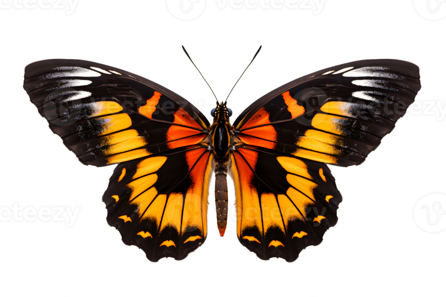 Beautiful color butterfly isolated on a transparent background png