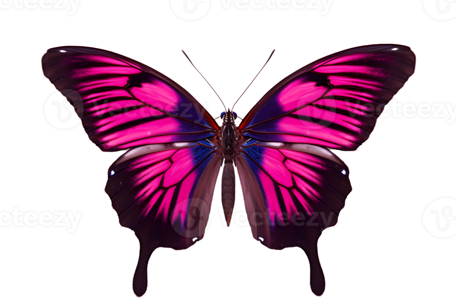 Beautiful color butterfly isolated on a transparent background png