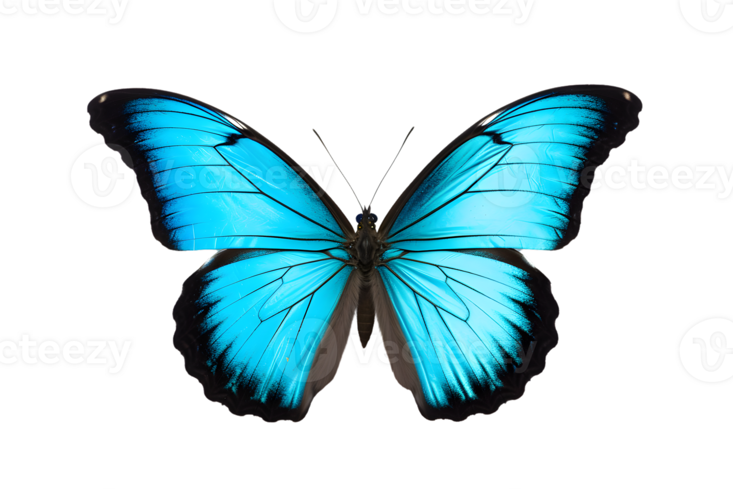 Beautiful color butterfly isolated on a transparent background png