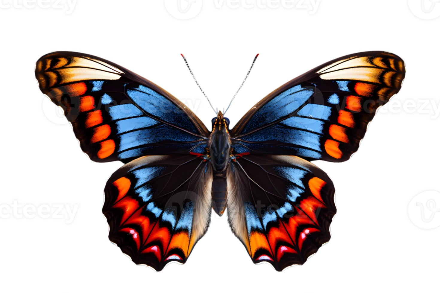 Beautiful color butterfly isolated on a transparent background png