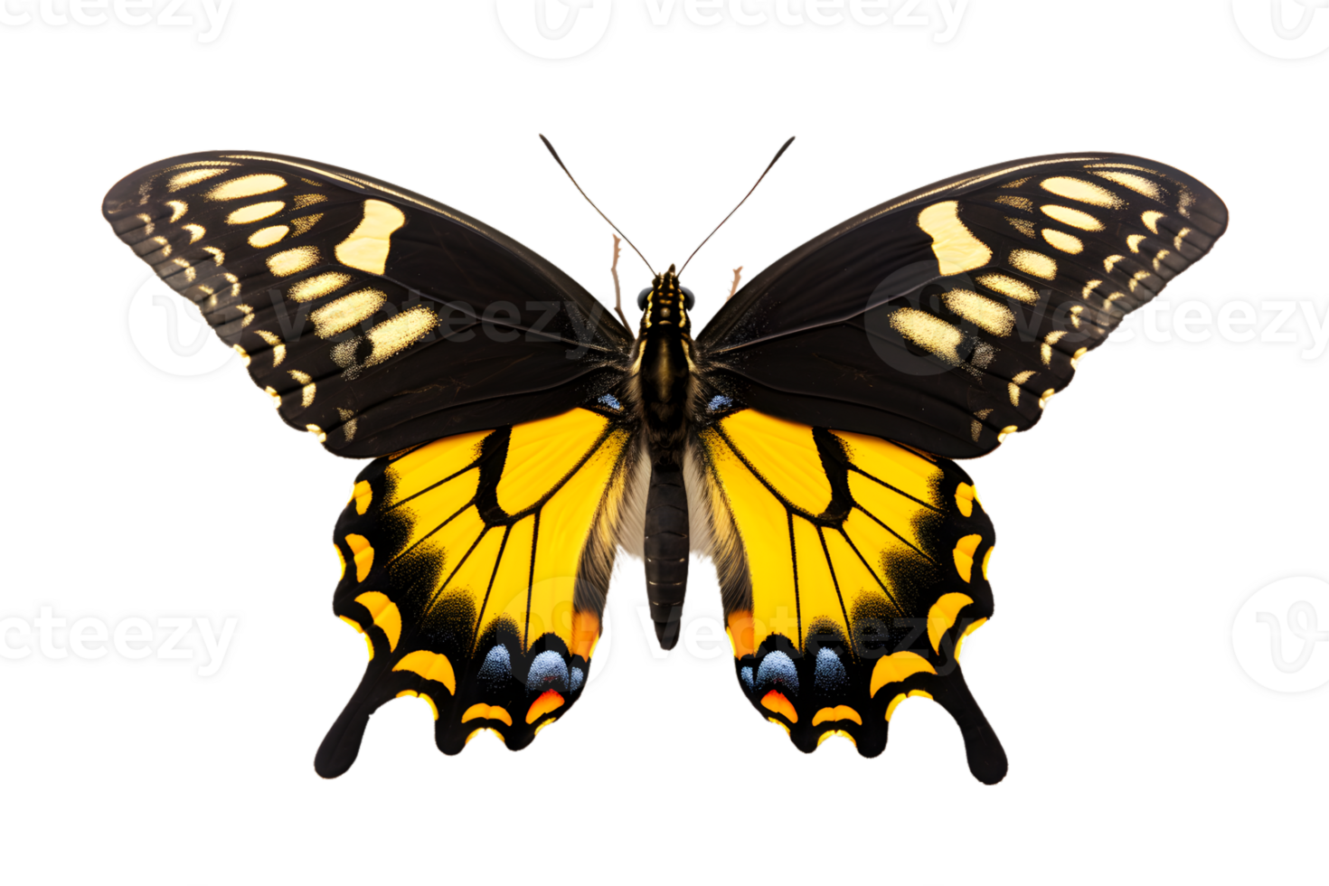 Beautiful color butterfly isolated on a transparent background png