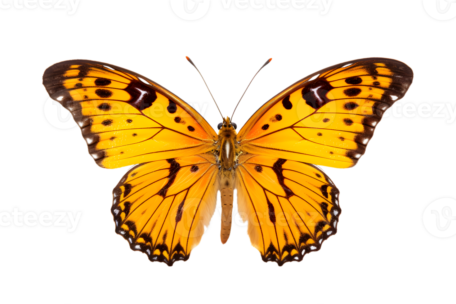 Beautiful color butterfly isolated on a transparent background png