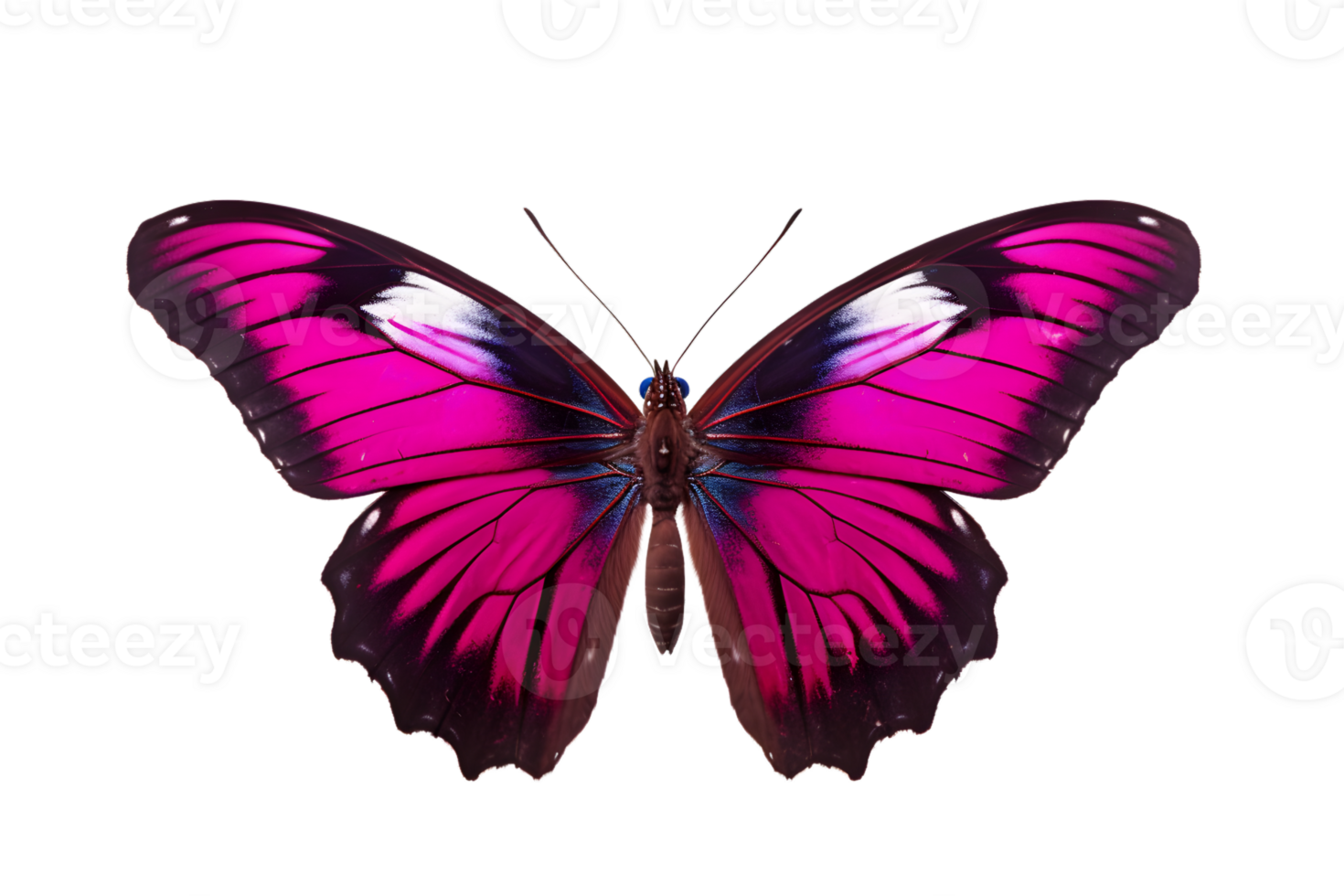 Beautiful color butterfly isolated on a transparent background png