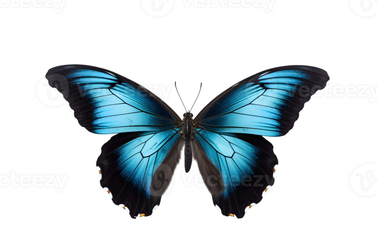 Beautiful color butterfly isolated on a transparent background png