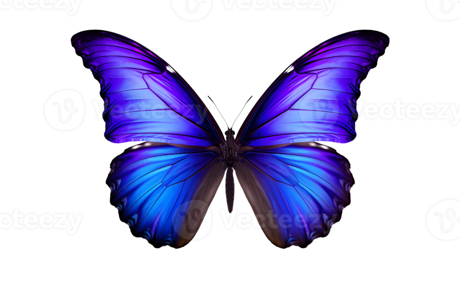 Beautiful color butterfly isolated on a transparent background png