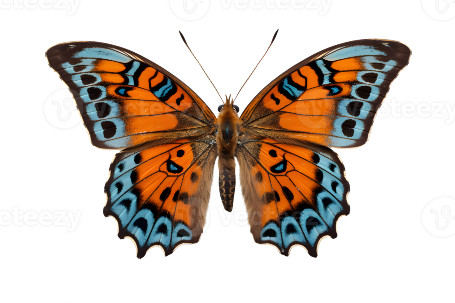 Beautiful color butterfly isolated on a transparent background png