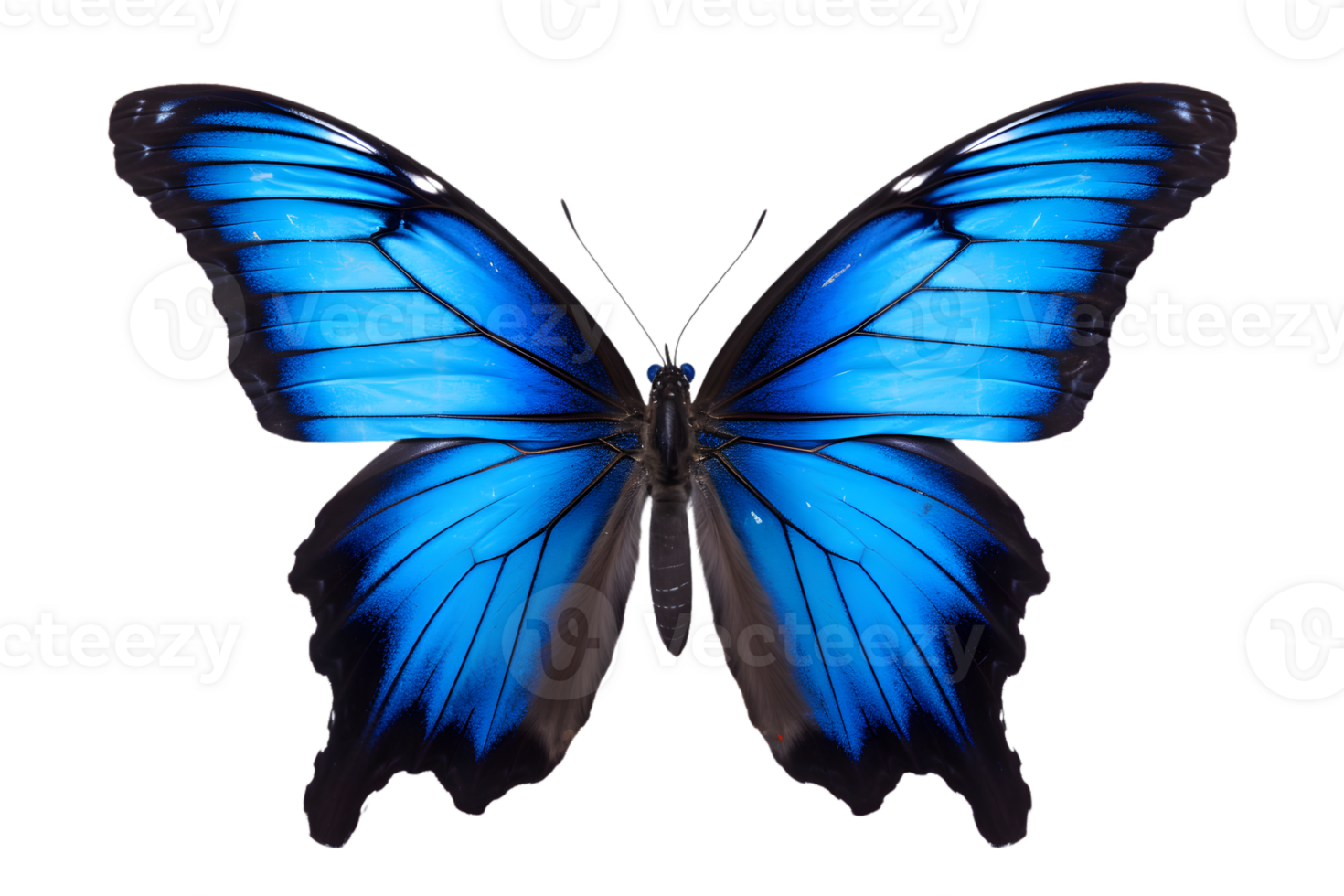 Beautiful color butterfly isolated on a transparent background png