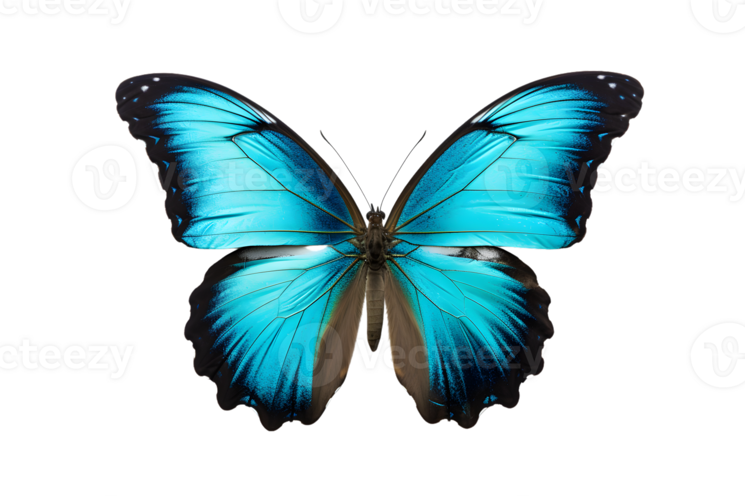 Beautiful color butterfly isolated on a transparent background png
