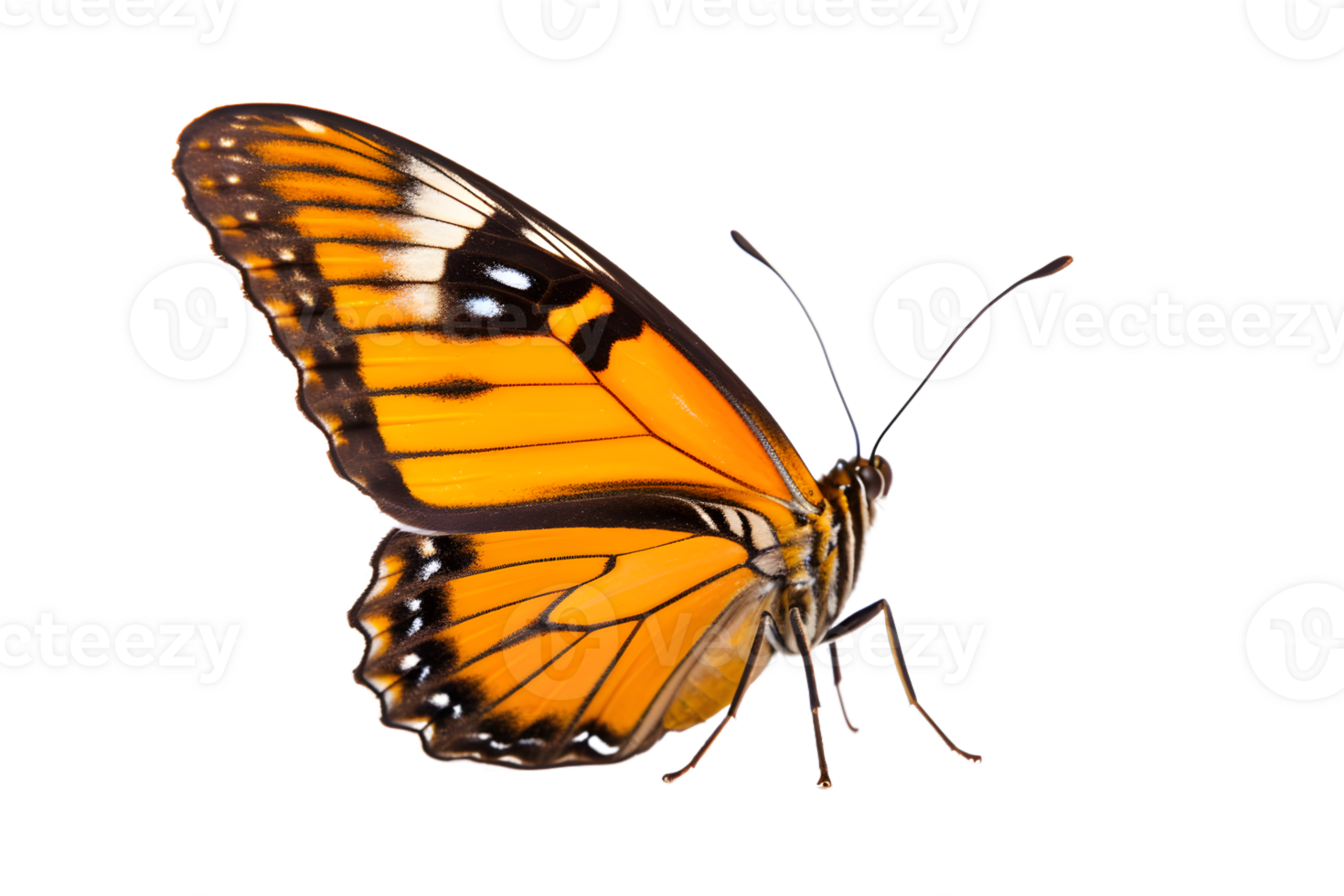 schön Farbe Schmetterling isoliert auf ein transparent Hintergrund png