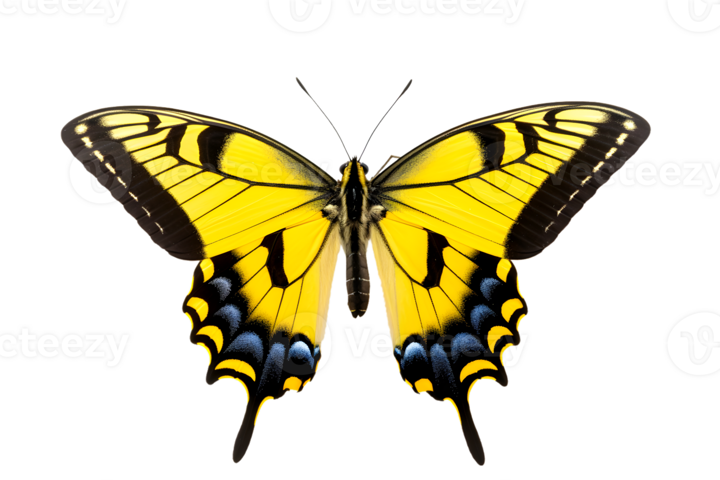 Beautiful color butterfly isolated on a transparent background png
