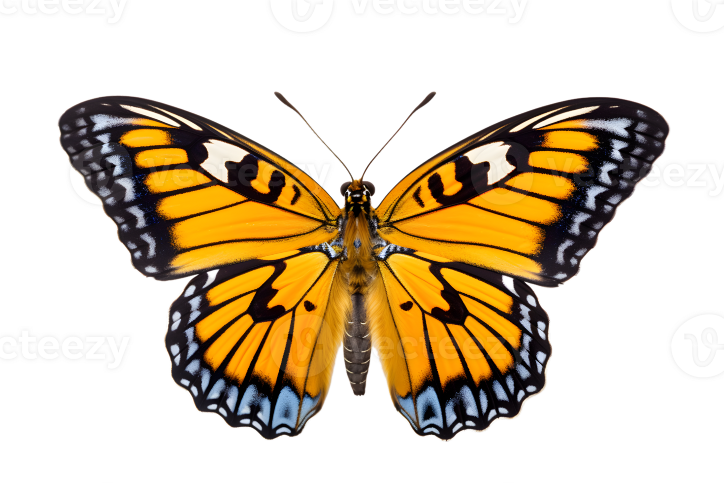 Beautiful color butterfly isolated on a transparent background png