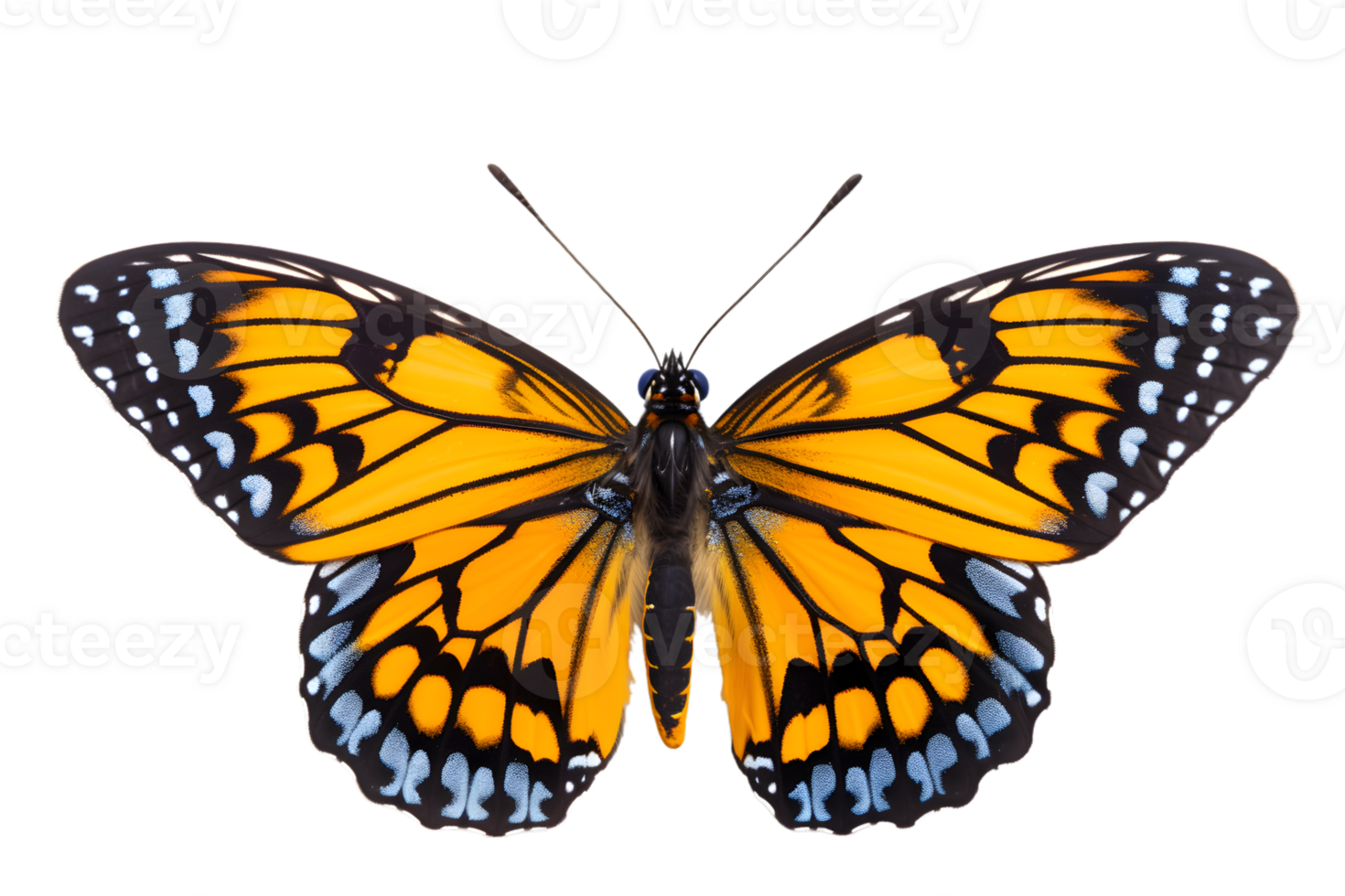 hermosa color mariposa aislado en un transparente antecedentes png