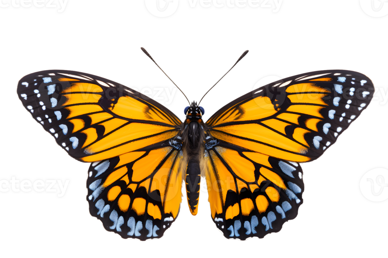 Beautiful color butterfly isolated on a transparent background png