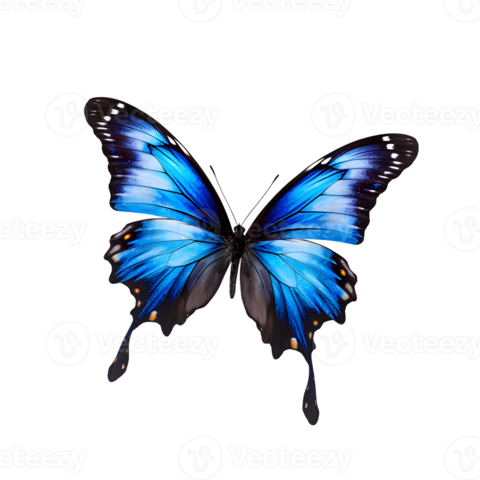 Beautiful color butterfly isolated on a transparent background png
