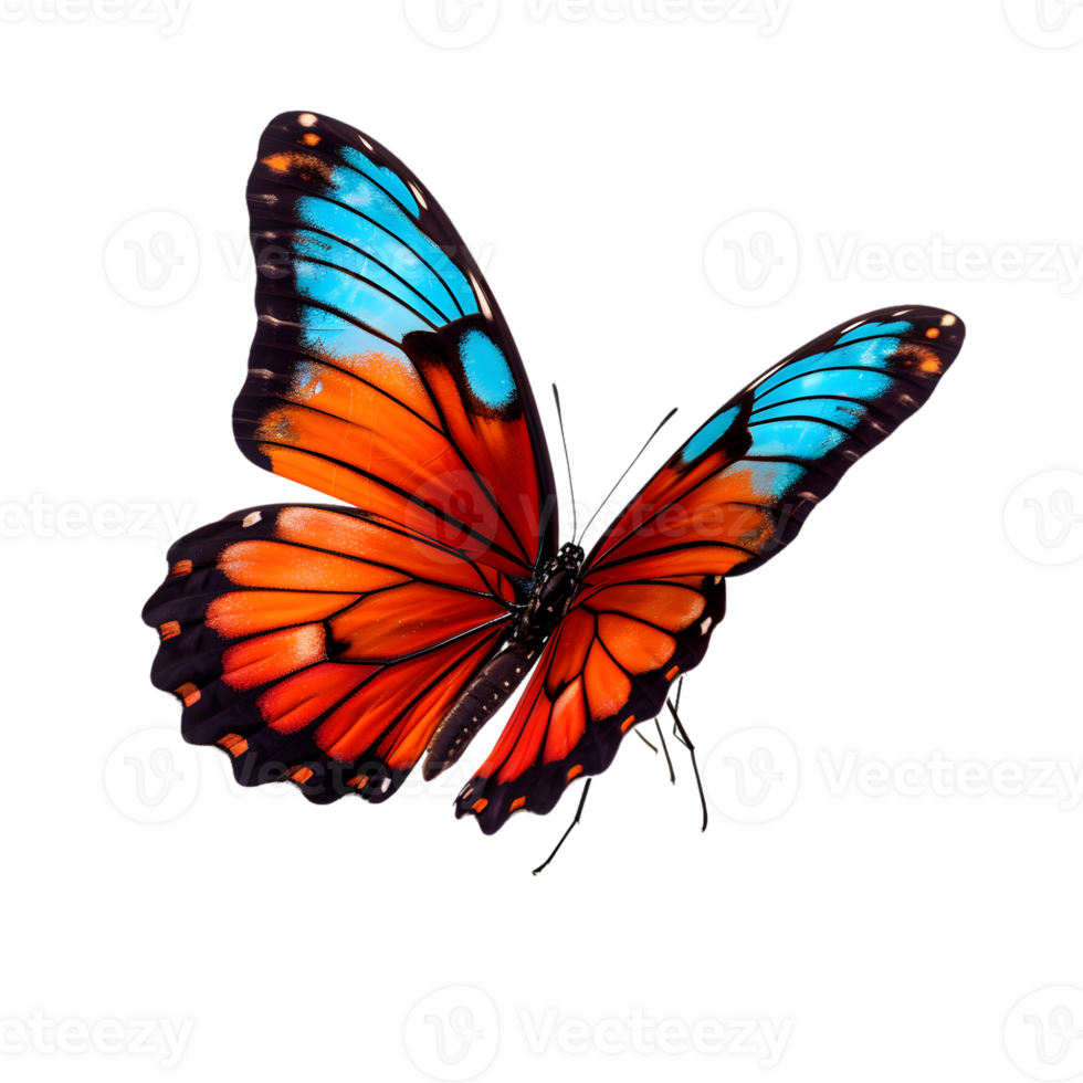 Beautiful color butterfly isolated on a transparent background png