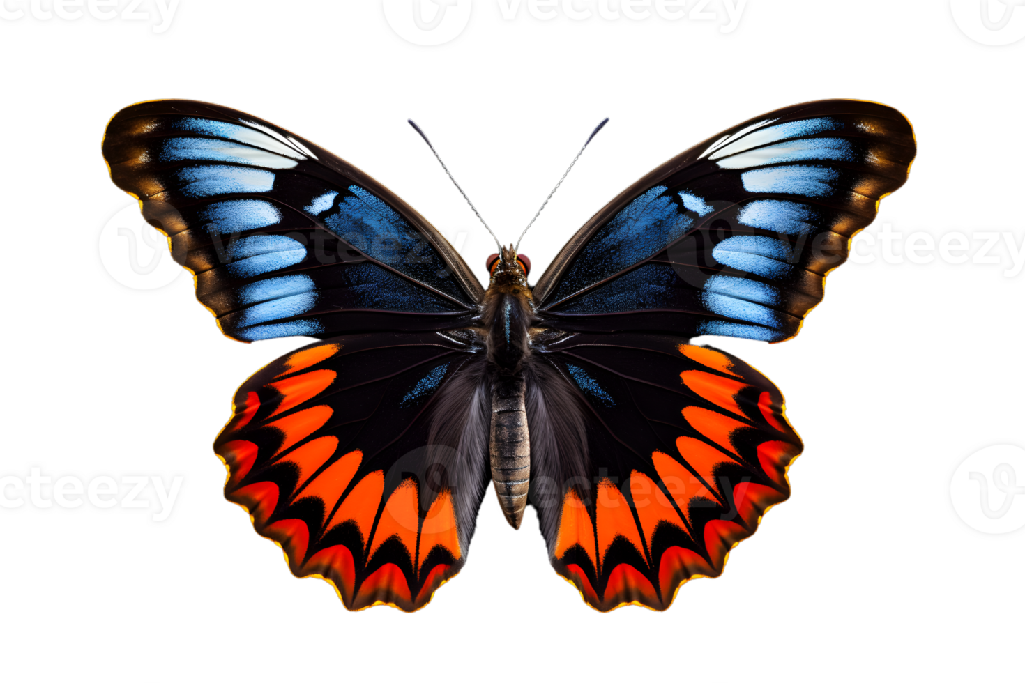 Beautiful color butterfly isolated on a transparent background png