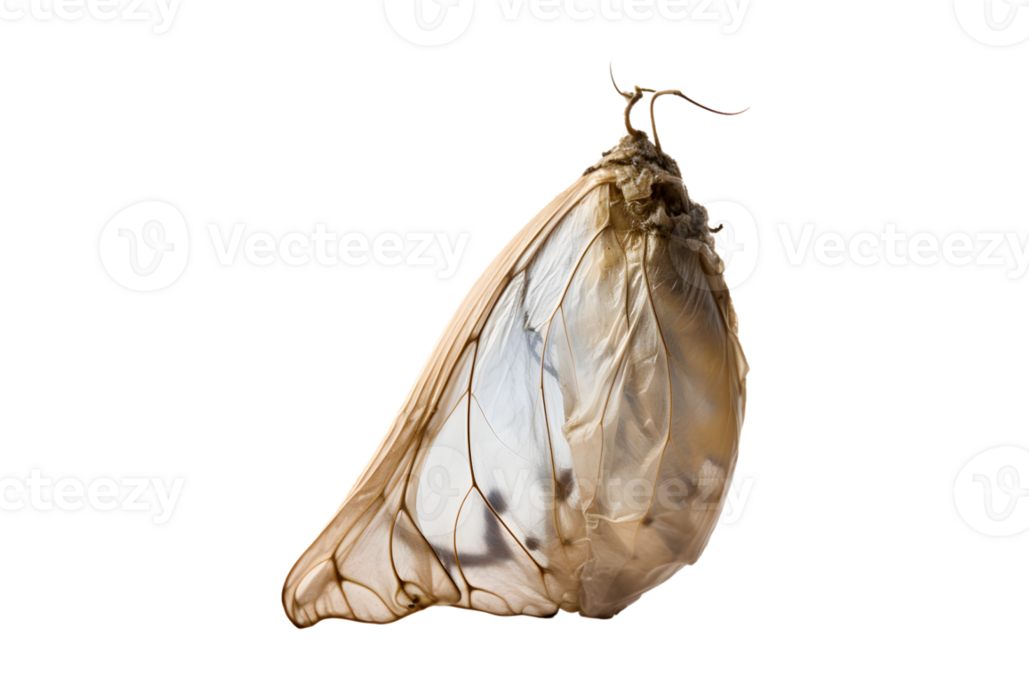 Butterfly cocoon hanging isolated on a transparent background png