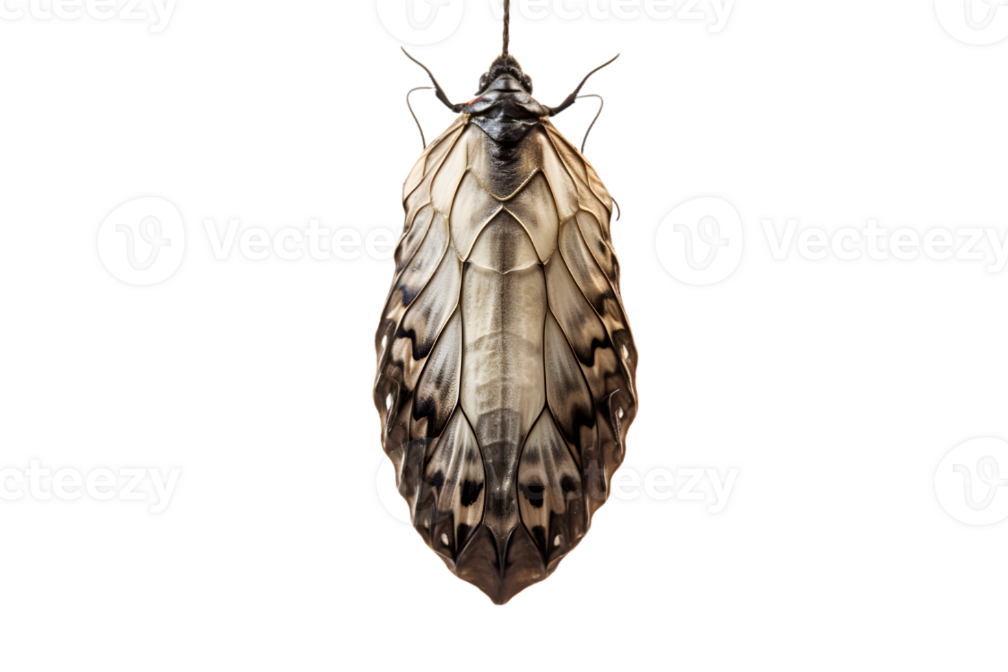 Schmetterling Kokon hängend isoliert auf ein transparent Hintergrund png