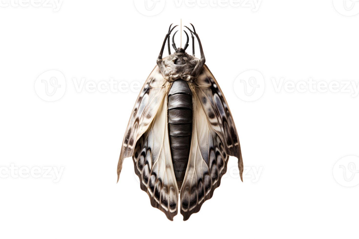 Butterfly cocoon hanging isolated on a transparent background png