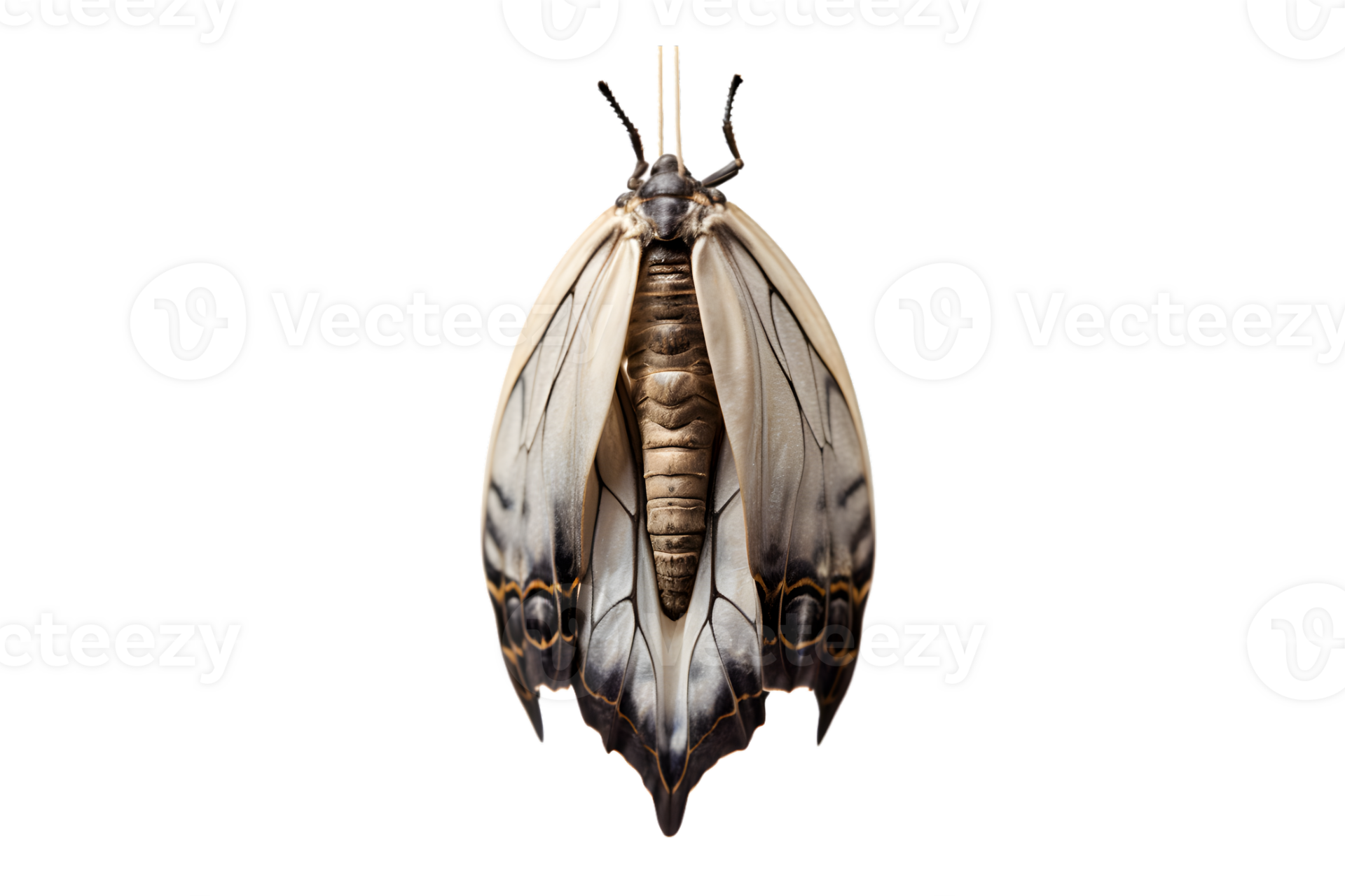 Butterfly cocoon hanging isolated on a transparent background 27182080 PNG