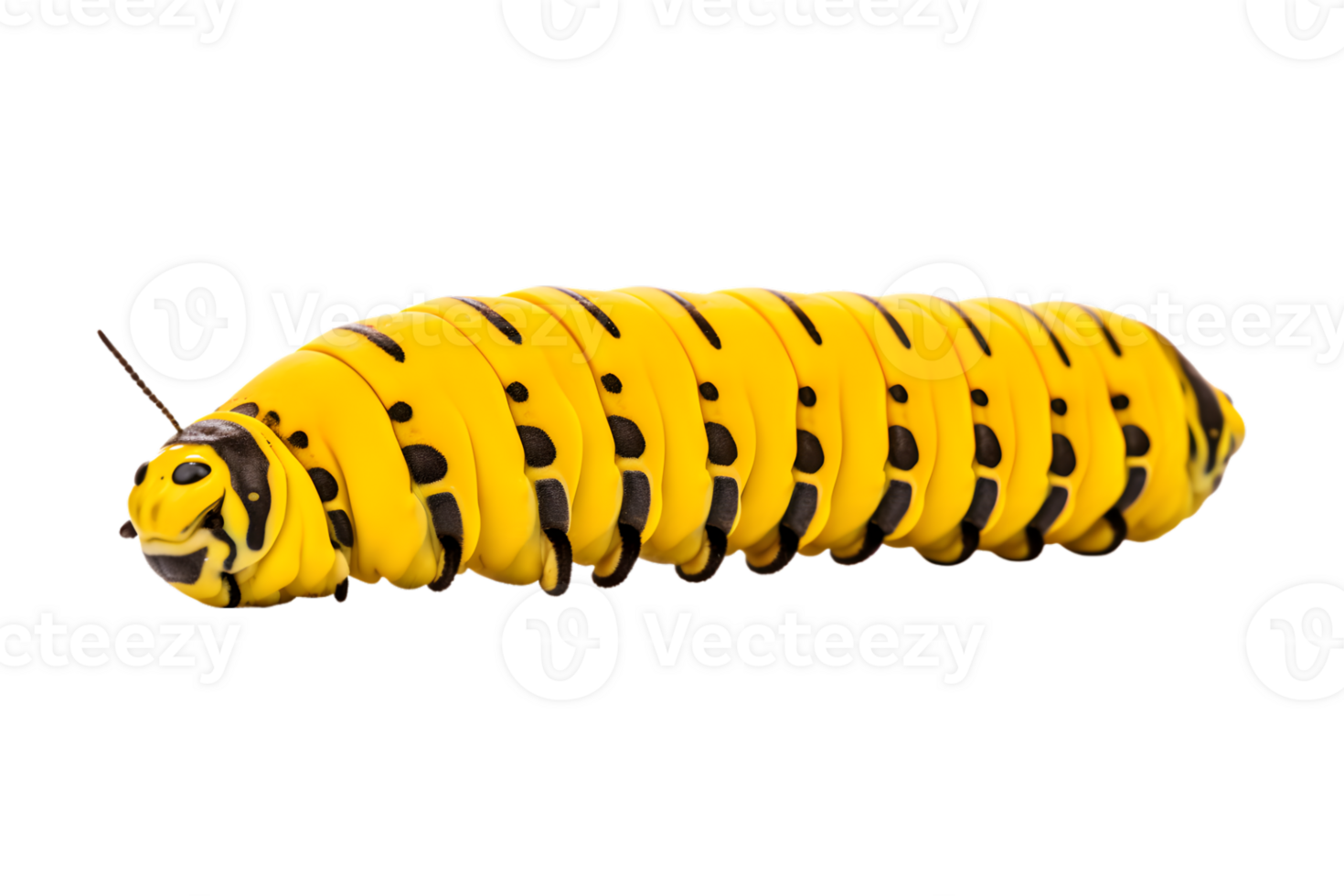 Swallowtail caterpillar isolated on a transparent background png