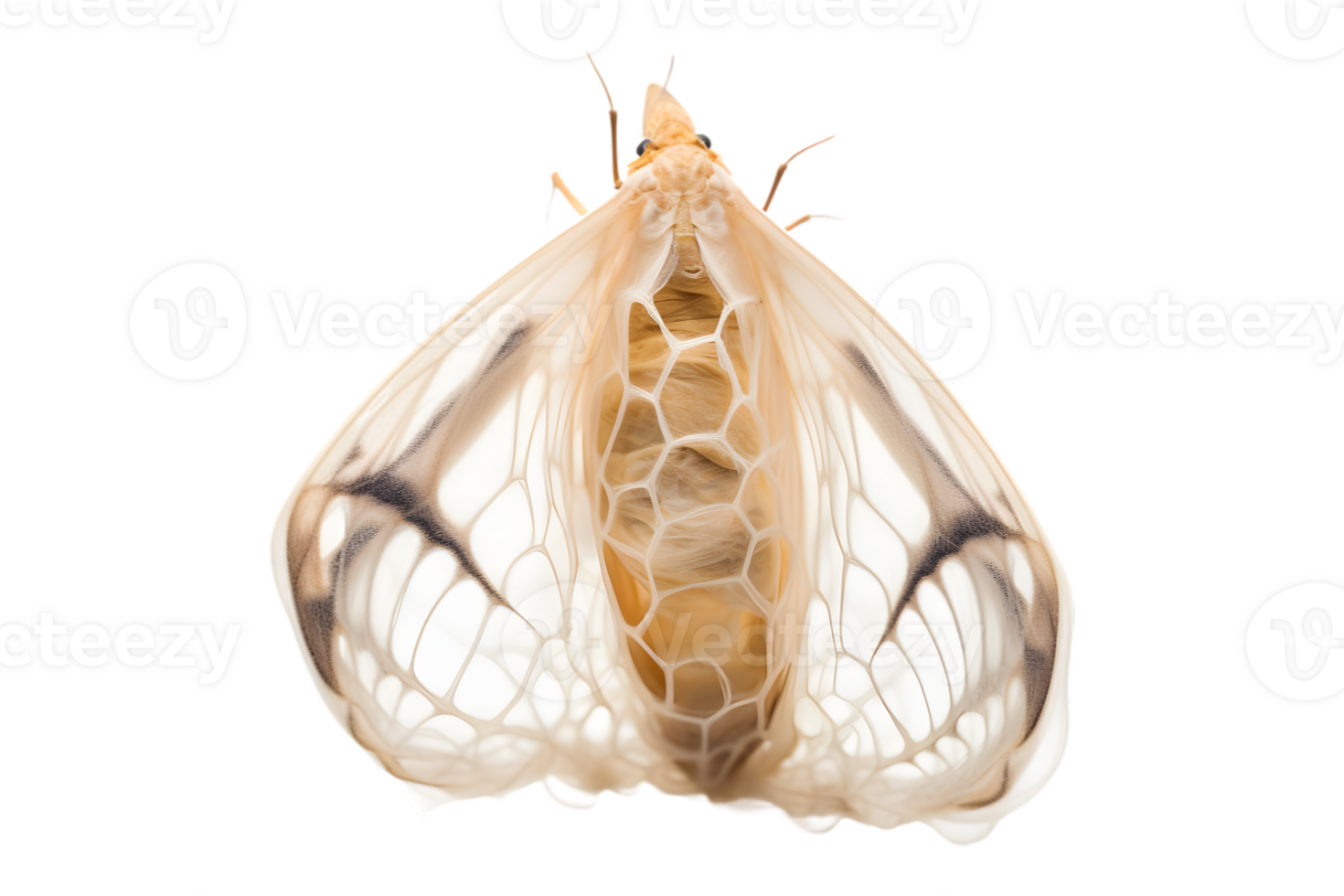 Schmetterling Kokon hängend isoliert auf ein transparent Hintergrund png