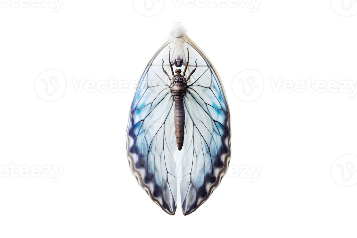 Butterfly cocoon hanging isolated on a transparent background png