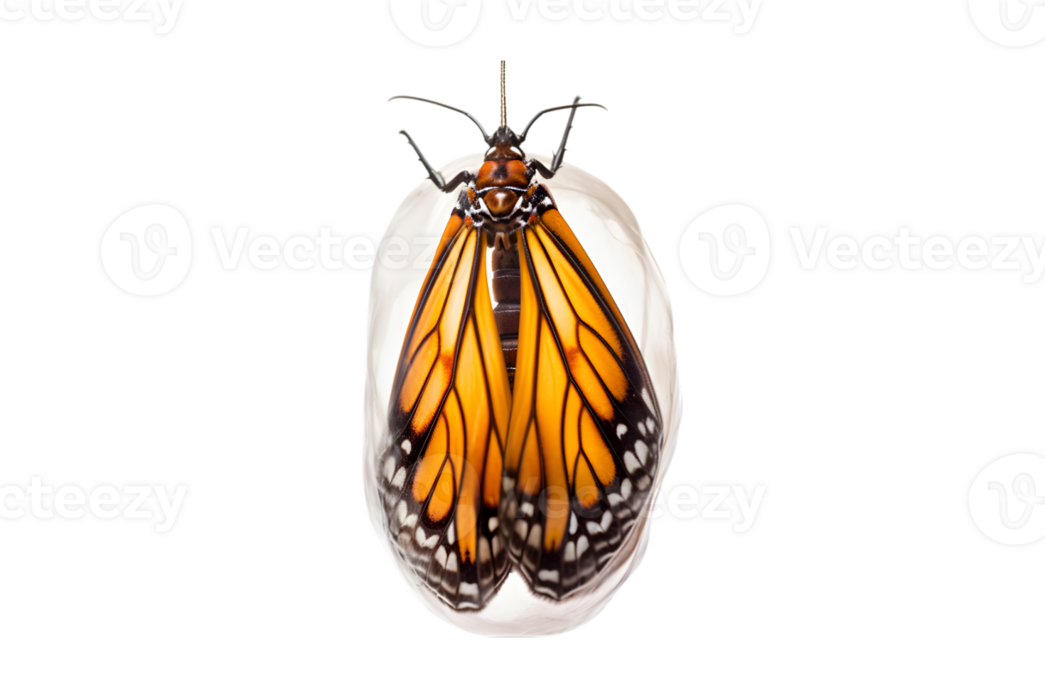 Butterfly cocoon hanging isolated on a transparent background png